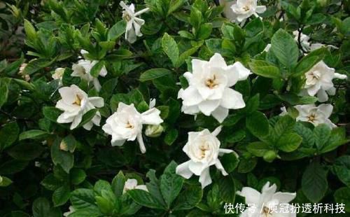  [栀子花]最厉害的养花营养液：给栀子花喝一勺，叶片翠绿，花开满枝头！