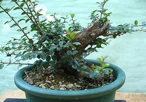 矮霸雀梅养桩到成型——岭南盆景“截干蓄枝”技法全记录！