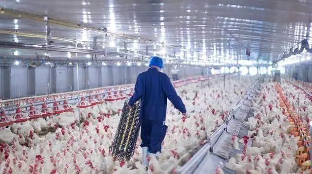  『配置浓度和』养殖场消毒工作常见的五大误区，你有几个？