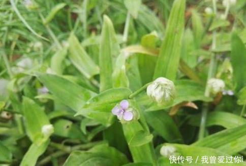 农村一种植物，价值珍贵，市场价15元一斤，具有止咳化痰的作用