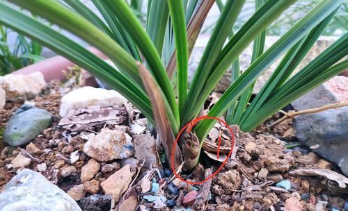  『低温春化』蕙兰还没抽箭就出花苞？蕙兰顺利开花出架的2个要点，不要忽略