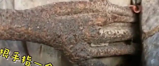 千年菩提树腰竟上长出一只手，扒住悬崖峭壁，引无数僧人朝拜