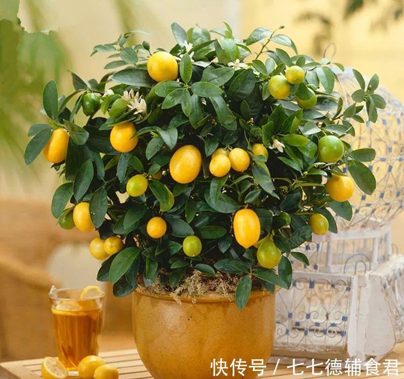  [冬季室内]离过年只剩十几天，这15种花年味十足，再不准备就迟了