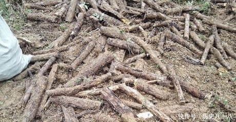 猪苓|被称为“野猪粪”，30年前2毛1斤，现在价格接近百倍，农民
