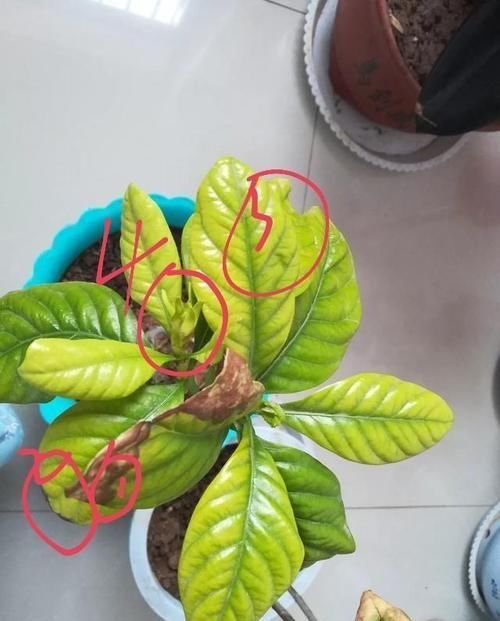 『盆栽』几年的栀子花盆栽黄叶掉叶僵苗还不开花怎么办,不重视还要求开花