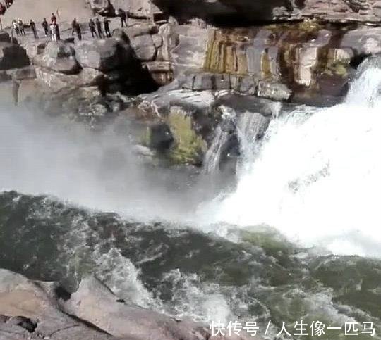 黄河名鱼，鸽子鱼再现，因为黄河变清