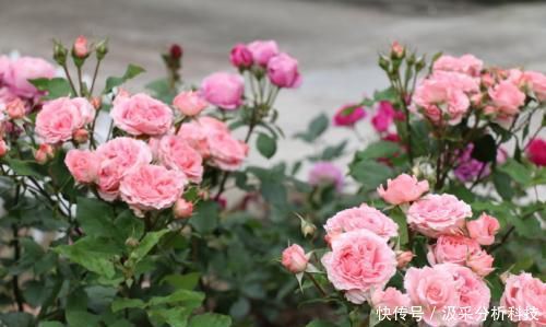 『香浓』此花号称开花机器，花大香浓，多季节开花，值得拥有！