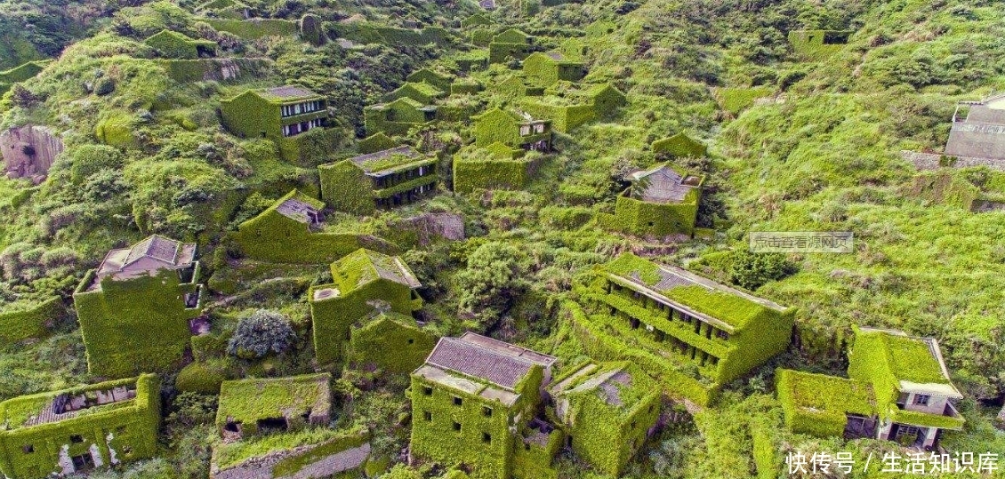  「一亩地」国内最神奇的四棵树：一棵树这样面积达一亩地，一颗