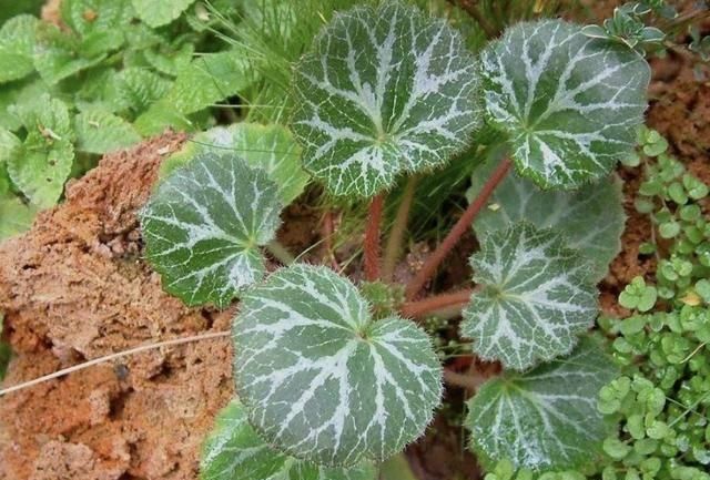 【就经常】此种“虎耳草”，叶片比碗大，生长在农田里，并不多见，珍贵！