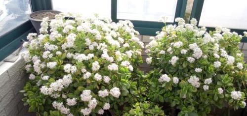  「新芽」适合春天插杆的3种花，剪个枝条，浇浇水，1周生根半月发新芽