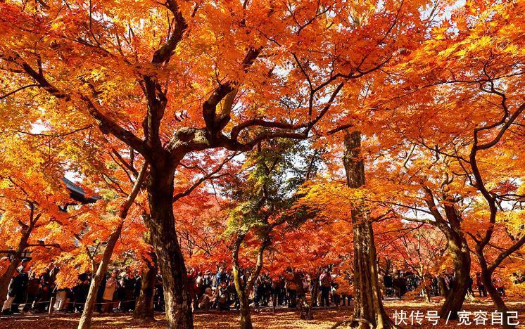 河南最美的自驾游路线，遍地都是红叶，被誉为“草原天路”！