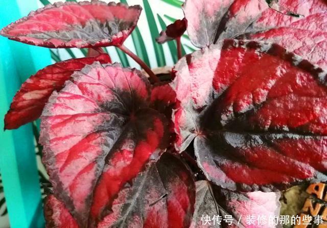 适合■这观叶植物美貌不输矾根,比矾根更耐阴,适合室内养护