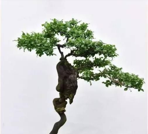  『不错』金弹子盆景怎么养？自带杀虫属性，特别省心！