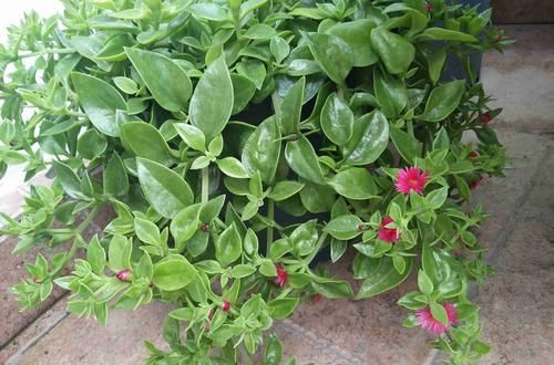  牡丹：美美的牡丹吊兰叶稀分枝少而且不开花？做到6点，叶茂开花快封盆