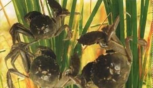  「养殖户」行情大跌，螃蟹公司今年赔了一千多万！农家乐养殖户