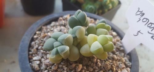  #叶子#叶子上有棱角的多肉植物，还能开花的鹿角海棠，特容易扦插繁殖