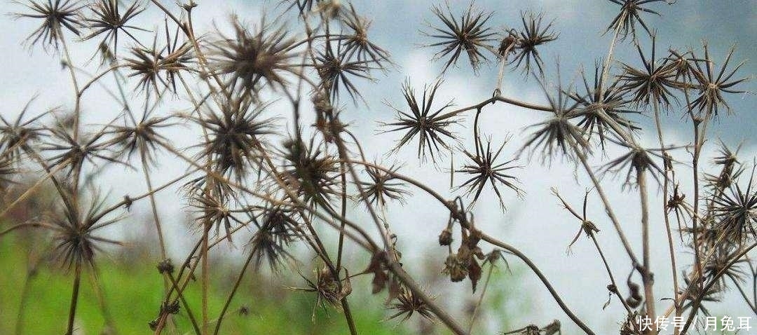  「小霸王」农村植物“小霸王”, 一株可结千颗籽, 过去当成害草,