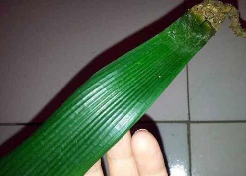 「花钱买」这种“天价”植物,不用花钱买,仅用“一片叶”,能养出好几盆!