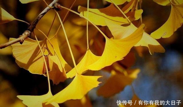 人说它@白果黄叶,银杏果掉了一地,有些人捡回家“大补”,你可别上当!