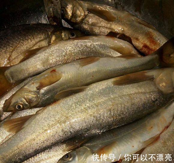 黄河现怪鱼群，疑似入侵鱼，实是消失多年的裸鲤，再现因黄河变清