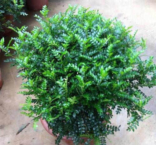  清香木■1种可以驱蚊的植物，比绿萝还好养，耐寒又耐热，养一盆飘香满屋