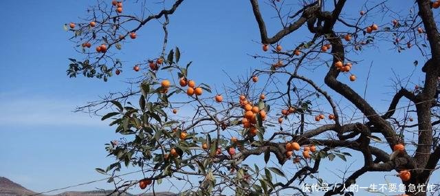 这水果产量很高，30年前抢着吃，如今5毛一斤，烂在树上没人要