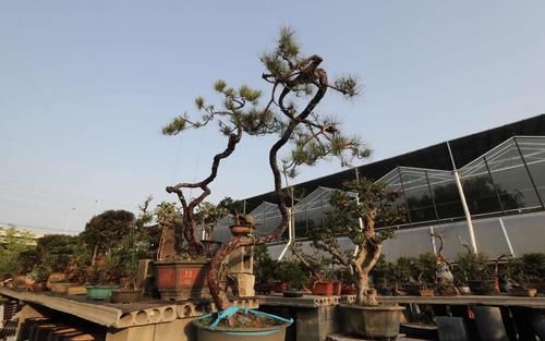  『展出』每株1万元的“肉肉”长啥样？闵行这个地方展出数千种多肉，有的每盆仅2元……