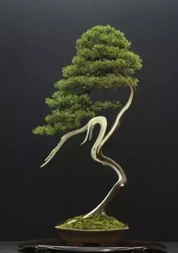 盆景展 ,美美美 !