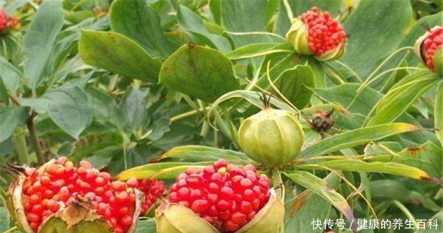 因价值珍贵，野生的已难找到，市场一斤9百元，却少有农民种植