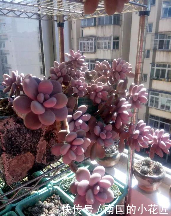  【花钱买】3种花太贵，不用花钱买，剪3根枝插土里，2周能生根！