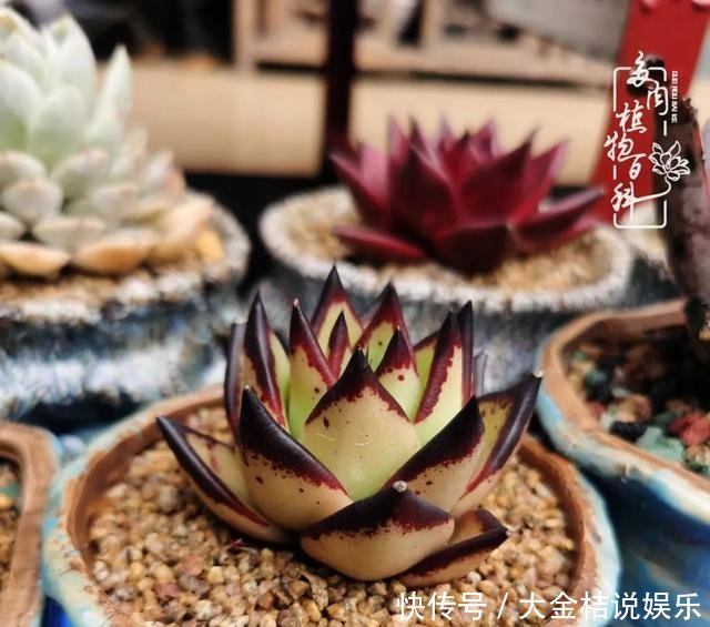  [黄皮乌木]养肉养花要用心，用心呵护，还你精彩每一天！