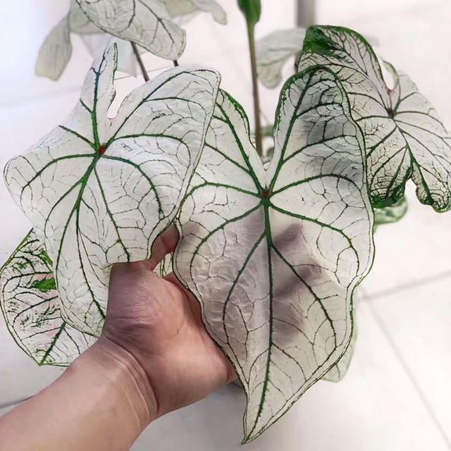 「蕨类植物」聪明人爱养的耐阴花,高贵不俗气,叶子长得跟油画似的