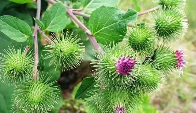  『根部』这种植物，果实全是刺惹人厌，但根部价值珍贵，15元一斤成稀罕货