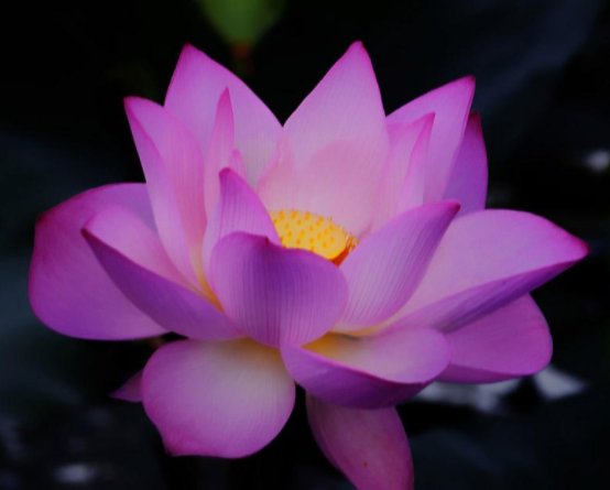 「铜钱草」此几款喜水植物,越浇越爆盆,花叶蹭蹭往外冒,花色绚丽多彩