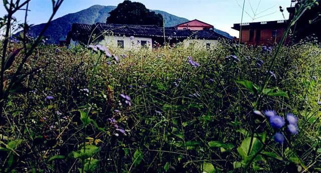 福建泉州岵山古镇，闽南风格的田园小镇，红砖黛瓦绿树红花