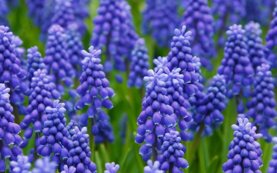  『开花』喜欢在家中养护漂亮的花卉，就选花色艳丽、花期长，爆盆简单的花