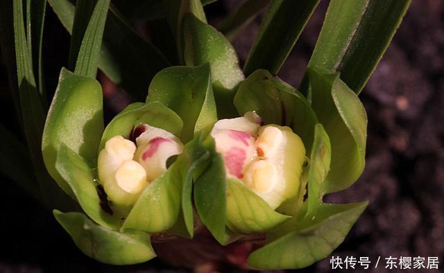 『彩色』“灯笼花”怎么养,注重4点技巧,花色鲜艳如彩色“灯笼”高高挂