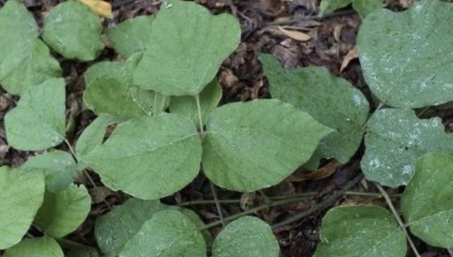  「采挖」树林里有1种“葛根”，根茎珍贵，春、秋采挖，价值堪比车前草！