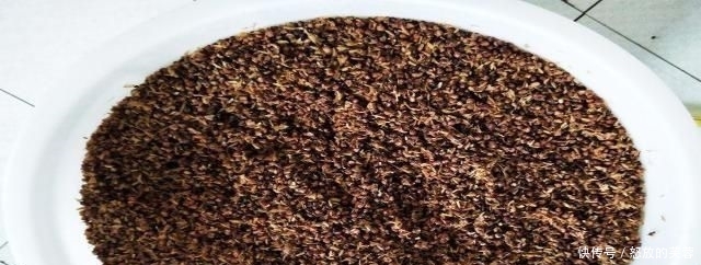  1斤：豆芽麦粒加这些做窝料，发窝快留鱼久，湖库钓鱼必备