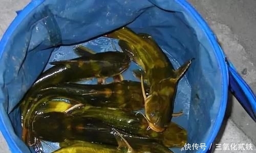  时常@它携带病毒被称为“毒王”，晚上钓鱼时常遇到，钓鱼人最好能避开