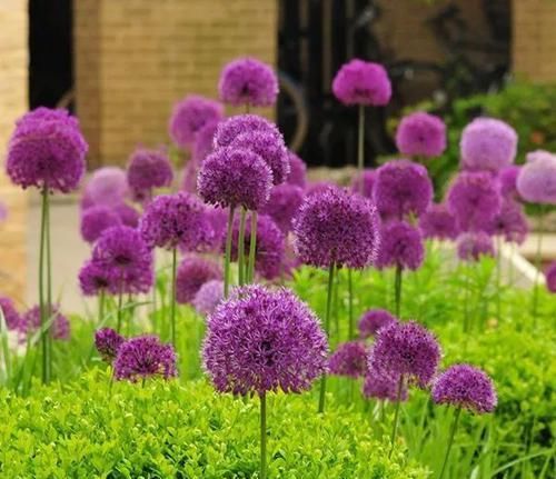  『品种』葱只能当调味？当花葱开花后，美的世界都颤抖了，大葱开花真的美