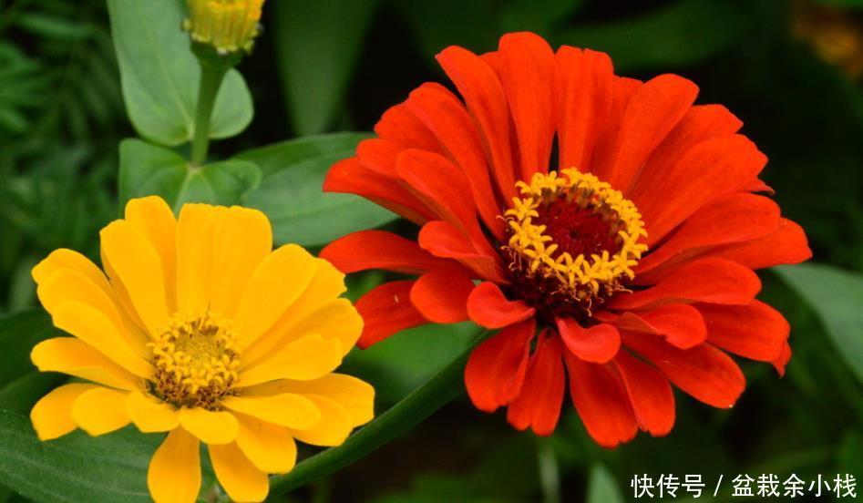  『艳丽』喜欢养护花卉，就养护花朵美丽，花色艳丽，花期长的5种花卉