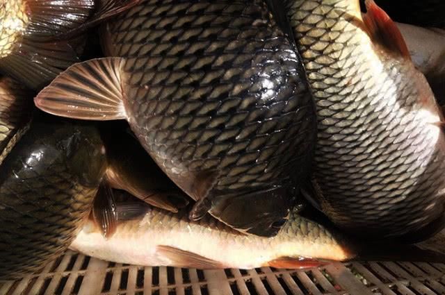 「分享」分享4个钓鲤鱼要点,喜欢钓鲤鱼的别错过
