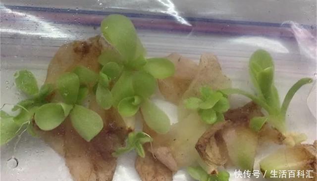  『扦插』空气生根扦插法，有效的懒人养花方法！揪片叶子丢袋子，太好活了