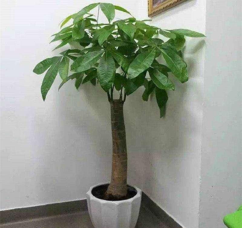  [怕水]这花最怕水，一浇就烂根，旱一旱反而枝繁叶茂！