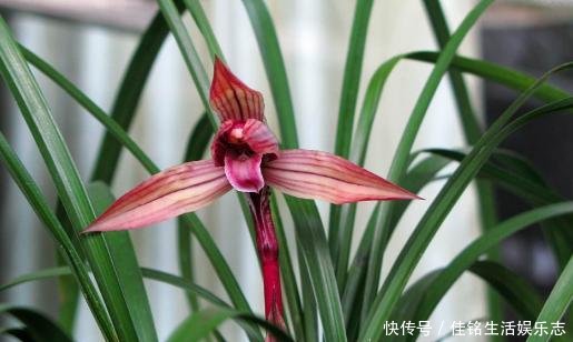  春兰和蕙：兰花鉴别｜春兰、蕙兰傻傻分不清，教您一招，轻松识别