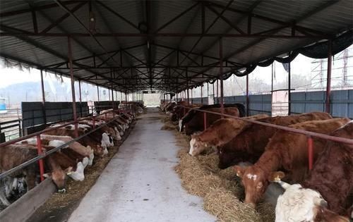  养牛■“猪价跌，鸡蛋贱”，想搞养殖，养牛怎么样