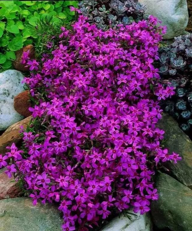  『景观』地被植物配置技巧