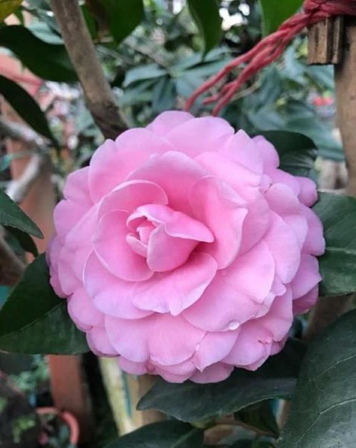 家里■家里养盆木本花,一年开花不停歇,好养易活能爆盆,越养越上瘾