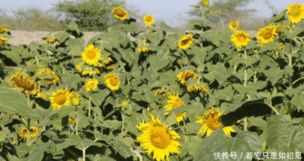  「玉米」中国人在非洲土地上种向日葵被非洲人嘲笑，尝到甜头后